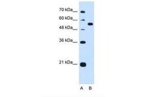 Image no. 1 for anti-Lectin, Mannose-Binding, 1 (LMAN1) (AA 301-350) antibody (ABIN321127) (LMAN1 Antikörper  (AA 301-350))