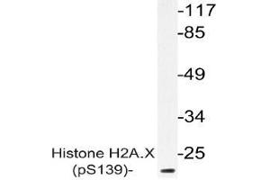 Western blot (WB) analysis of p-Histone H2A. (H2AFX Antikörper  (pSer139))