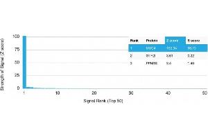 Analysis of Protein Array containing more than 19,000 full-length human proteins using MUC4 Mouse Monoclonal Antibody (MUC4/3105) Z- and S- Score: The Z-score represents the strength of a signal that a monoclonal antibody (MAb) (in combination with a fluorescently-tagged anti-IgG secondary antibody) produces when binding to a particular protein on the HuProtTM array. (MUC4 Antikörper  (AA 1730-1864))