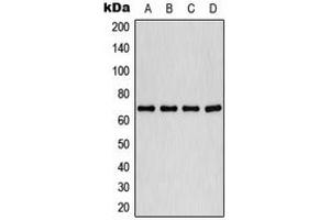 Western blot analysis of PLK1 (pT210) expression in HeLa (A), A549 (B), K562 (C), COLO320 (D) whole cell lysates. (PLK1 Antikörper  (pSer210))