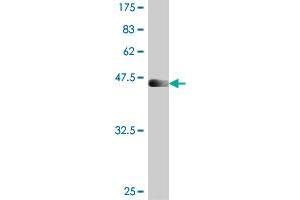 Western Blotting (WB) image for anti-Polymerase (DNA-Directed), delta 3, Accessory Subunit (POLD3) (AA 357-466) antibody (ABIN564665)