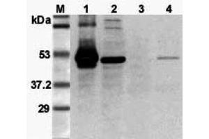 Western blot analysis using anti-FOXP3 (mouse), pAb  at 1:3'000 dilution.