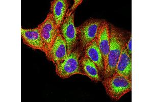 Immunocytochemistry (ICC) image for anti-Toll-Like Receptor 9 (TLR9) (AA 868-1016) antibody (ABIN5896728) (TLR9 Antikörper  (AA 868-1016))