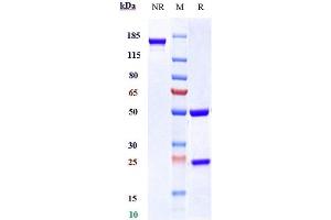 Anti-IL-23a Reference Antibody (tildrakizumab) on SDS-PAGE under reducing (R) condition.