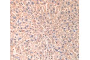 IHC-P analysis of Mouse Liver Tissue, with DAB staining. (Monoamine Oxidase B Antikörper  (AA 206-505))