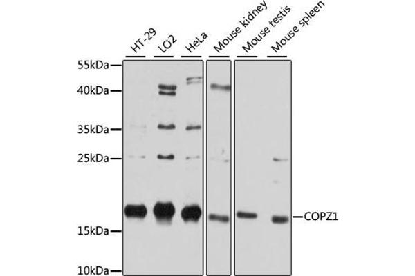 COPZ1 Antikörper  (AA 1-177)