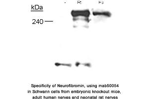 Image no. 1 for anti-Neurofibromin 1 (NF1) (N-Term) antibody (ABIN363208) (Neurofibromin 1 Antikörper  (N-Term))
