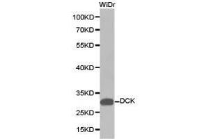 Western Blotting (WB) image for anti-Deoxycytidine Kinase (DCK) antibody (ABIN1872208)