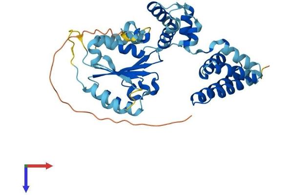 RFC4 Protein (AA 1-363) (His tag)