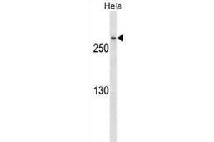 CDK5R Antibody ABIN1540007 western blot analysis in Hela cell line lysates (35 μg/lane).