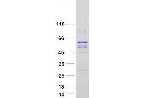 Western Blotting (WB) image for Phosphatidylinositol 3-kinase regulatory subunit gamma (PIK3R3) (Transcript Variant 2) protein (Myc-DYKDDDDK Tag) (ABIN2728971)