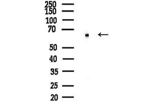 anti-Cyclin L1 (CCNL1) (C-Term) antibody