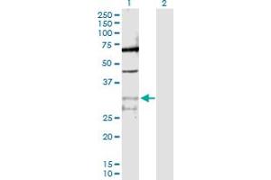 Western Blot analysis of PPIE expression in transfected 293T cell line by PPIE MaxPab polyclonal antibody. (PPIE Antikörper  (AA 1-301))