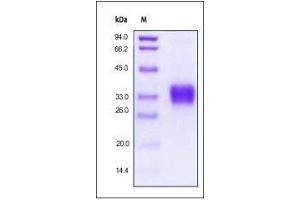 Human EPO on SDS-PAGE under reducing (R) condition. (EPO Protein (AA 28-193))