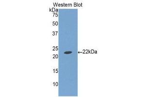 Western Blotting (WB) image for anti-Insulin-Like Growth Factor Binding Protein 1 (IGFBPI) (AA 112-262) antibody (ABIN1859303) (IGFBPI Antikörper  (AA 112-262))