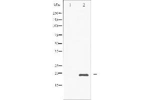 Western blot analysis of CHOP phosphorylation expression in PMA treated Jurkat whole cell lysates,The lane on the left is treated with the antigen-specific peptide. (DDIT3 Antikörper  (pSer30))