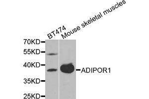 Western blot analysis of extracts of BT474 and mouse skeletal muscles cells, using ADIPOR1 antibody. (Adiponectin Receptor 1 Antikörper)