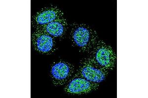 Confocal immunofluorescent analysis of EEF1A1 Antibody (C-term) (ABIN390521 and ABIN2840873) with MCF-7 cell followed by Alexa Fluor 488-conjugated goat anti-rabbit lgG (green). (eEF1A1 Antikörper  (C-Term))