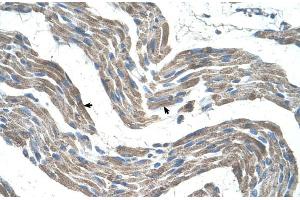 Human Muscle (GPR161 Antikörper  (C-Term))