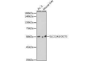 Western blot analysis of extracts of various cell lines, using SLC22/OCT3 Rabbit mAb (ABIN7269107) at 1:1000 dilution. (SLC22A3 Antikörper)