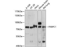 Western blot analysis of extracts of various cell lines, using P antibody (ABIN7269446) at 1:1000 dilution. (PABP Antikörper  (AA 350-450))