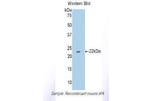 Western Blotting (WB) image for anti-Plasminogen Activator, Tissue (PLAT) (AA 359-532) antibody (ABIN1173029) (PLAT Antikörper  (AA 359-532))