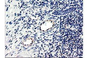 Image no. 5 for anti-Centromere Protein H (CENPH) antibody (ABIN1497471) (CENPH Antikörper)