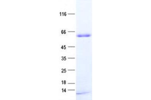 PNMA3 Protein (His tag)