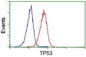 Image no. 3 for anti-Tumor Protein P53 (TP53) antibody (ABIN1499976) (p53 Antikörper)