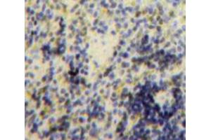 Used in DAB staining on fromalin fixed paraffin-embedded Spleen tissue (B-Cell Linker Antikörper  (AA 65-314))