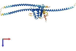 RUFY3 Protein (AA 1-469) (His tag)