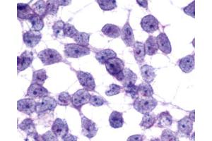 Anti-MCHR2 antibody immunocytochemistry (ICC) staining of untransfected HEK293 human embryonic kidney cells. (MCHR2 Antikörper  (C-Term))