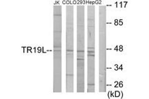 Western blot analysis of extracts from Jurkat/COLO205/293/HepG2 cells, using RELT Antibody.