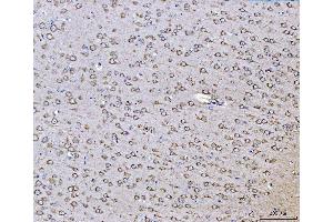IHC analysis of PLD3 using anti-PLD3 antibody (ABIN7599439). (PLD3 Antikörper  (AA 1-490))
