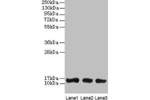 Western blot All lanes: LGALS1 antibody at 2 μg/mL Lane 1: HL60 whole cell lysate Lane 2: NIH/3T3 whole cell lysate Lane 3: HepG2 whole cell lysate Secondary Goat polyclonal to rabbit IgG at 1/10000 dilution Predicted band size: 15 kDa Observed band size: 15 kDa (LGALS1/Galectin 1 Antikörper  (AA 2-135))