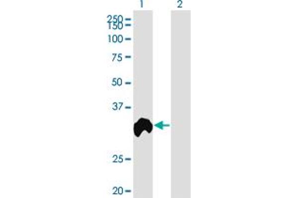 Regucalcin Antikörper  (AA 200-299)