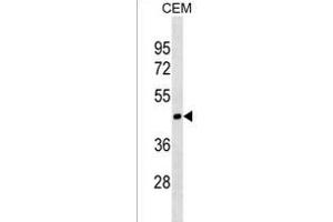 MOCS1 Antibody (N-term) (ABIN1539287 and ABIN2838171) western blot analysis in CEM cell line lysates (35 μg/lane).