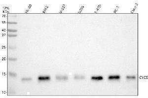 Western blot analysis of Cytochrome C using anti-Cytochrome C antibody (ABIN5518904). (Cytochrome C Antikörper  (AA 2-105))