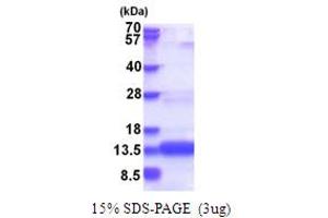 Cytochrome C Oxidase Assembly Factor 4 Homolog (S. Cerevisiae) (COA4) (AA 1-87) protein (His tag)