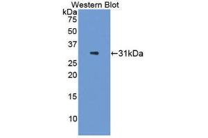 Western Blotting (WB) image for anti-Interleukin 22 (IL22) (AA 34-179) antibody (ABIN1868632) (IL-22 Antikörper  (AA 34-179))