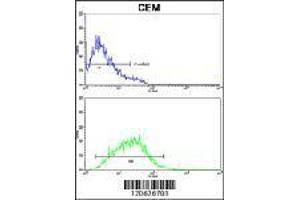 IL8 Antibody flow cytometry analysis of CEM cells (bottom) compared to negative control cells (top). (IL-8 Antikörper  (C-Term))