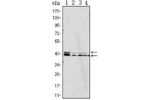 Western Blot showing p44/42 MAPK antibody used against Jurkat (1), Hela (2), A431 (3) and NIH/3T3 (4) cell lysate. (ERK1/2 Antikörper)