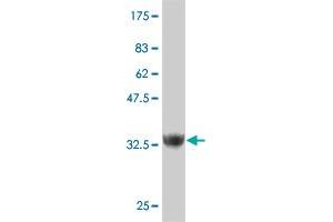 Western Blot detection against Immunogen (37. (ZNF207 Antikörper  (AA 1-110))