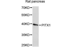 Western blot analysis of extracts of rat pancreas, using PITX1 antibody (ABIN1874142) at 1:3000 dilution. (PITX1 Antikörper)