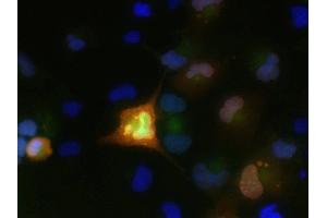 Transfected cell immunofluorescence: COS cells expressing GFP-tagged FGF12b/FHF1b.