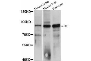 Western blot analysis of extracts of various cell lines, using DTL antibody (ABIN6293993) at 1:3000 dilution. (CDT2/RAMP Antikörper)
