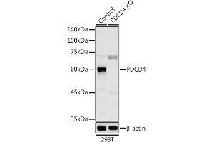 Western blot analysis of extracts from normal (control) and PDCD4 knockout (KO) 293T cells, using PDCD4 antibody (ABIN3023387, ABIN3023388, ABIN3023389 and ABIN1681284) at 1:1000 dilution. (PDCD4 Antikörper  (AA 1-260))