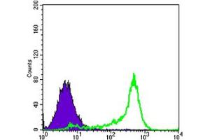 Flow cytometric analysis of 3T3L1 cells using BCL-2 mouse mAb (green) and negative control (purple). (Bcl-2 Antikörper)