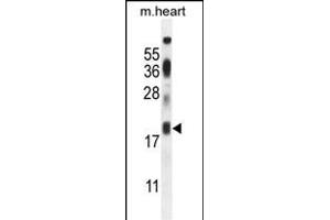ISCA2 Antibody (Center) (ABIN654448 and ABIN2844182) western blot analysis in mouse heart tissue lysates (35 μg/lane).