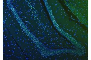 IF analysis of SF3B3 using anti-SF3B3 antibody (ABIN7602378).
